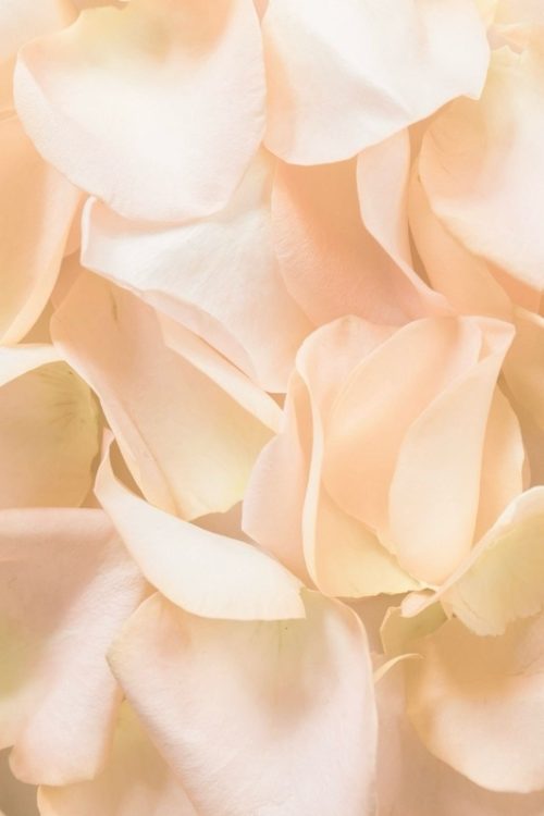 Detailaufnahme von zartrosa, beigen Rosenblütenblätter, die die natürliche und liebevolle Gestaltung einer freien Trauung unterstreicht.